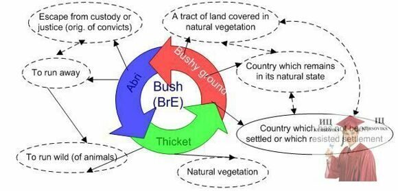 Б3186, Fig. 7 - Dynamics of the development of the lexeme bush in AuE (first stage)