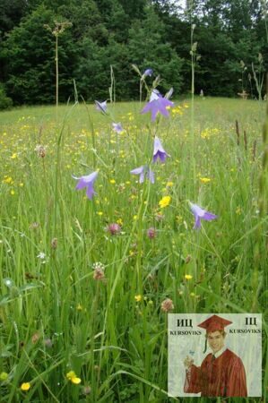 Б3176, Рис. 2.2 - Campanula persicifolia