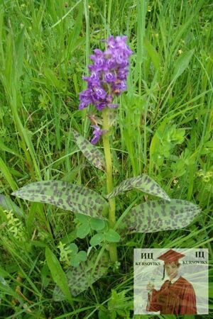 Б3176, Рис. 2.5 - Dactylorhiza maculatа