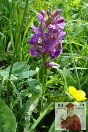 Б3176, Рис. 2.9 - Dactylorhiza sambucina